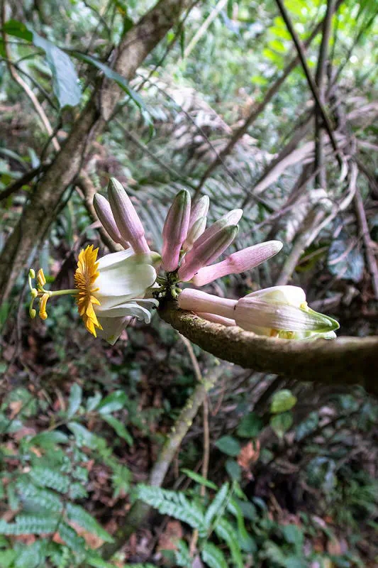 Blüte einer unbekannten Passiflora-Art