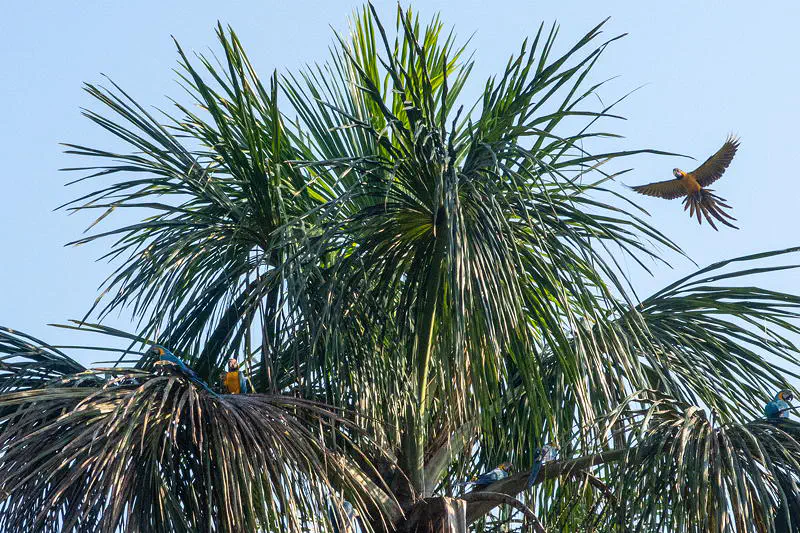 Auf einer Palme landender Ara