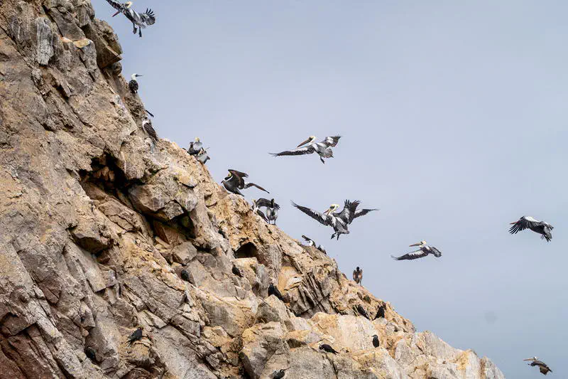 Pelikane im Anflug auf die Islas Balestas