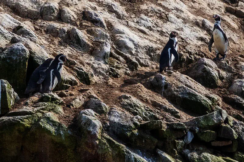 Humboldt-Pinguine auf den Islas Balestas