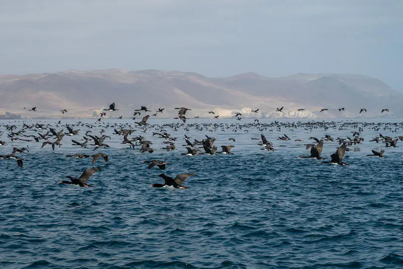 Vogelschwarm über dem Meer, mit Bergen im Hintergrund