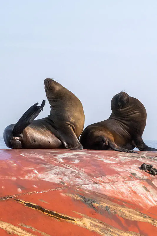 Seelöwen räkeln sich auf der Bugnase eines Schiffs