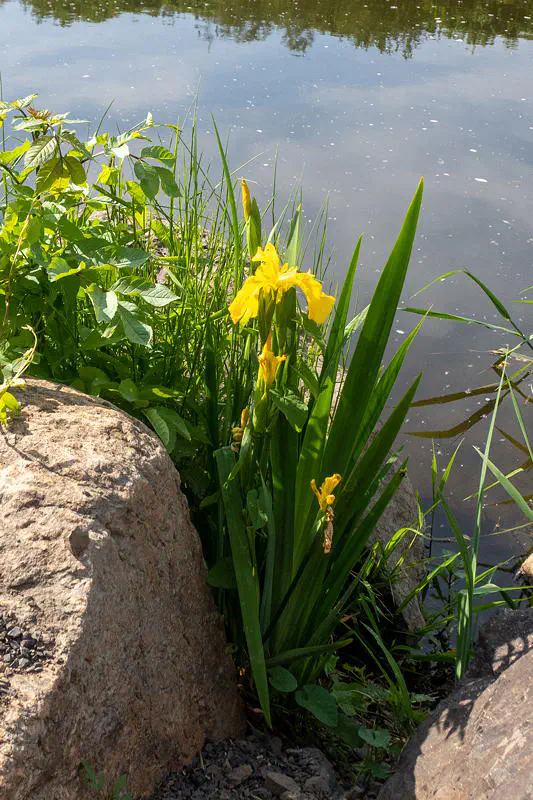 Blühende iris