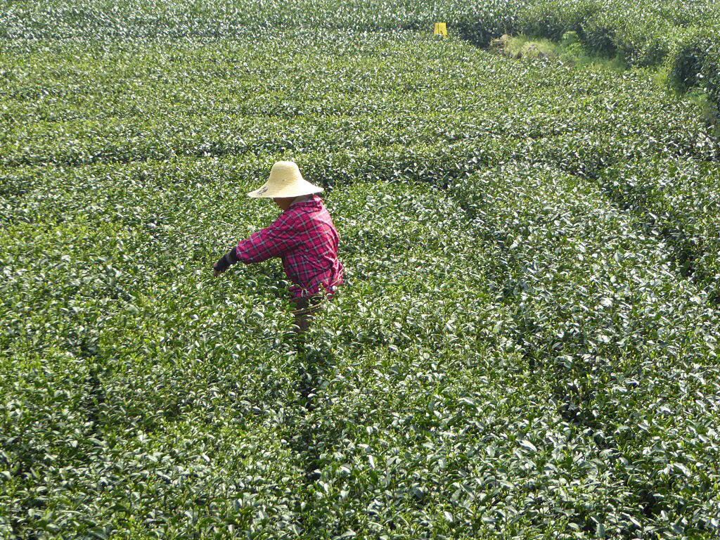 Arbeiterin in teeplantage