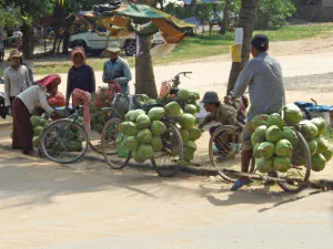 Fahrräder mit Kokosnüssen