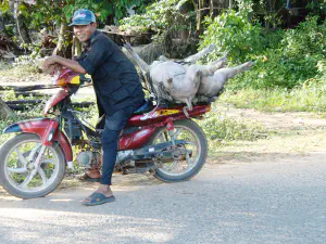 Schweinetransport per Moped